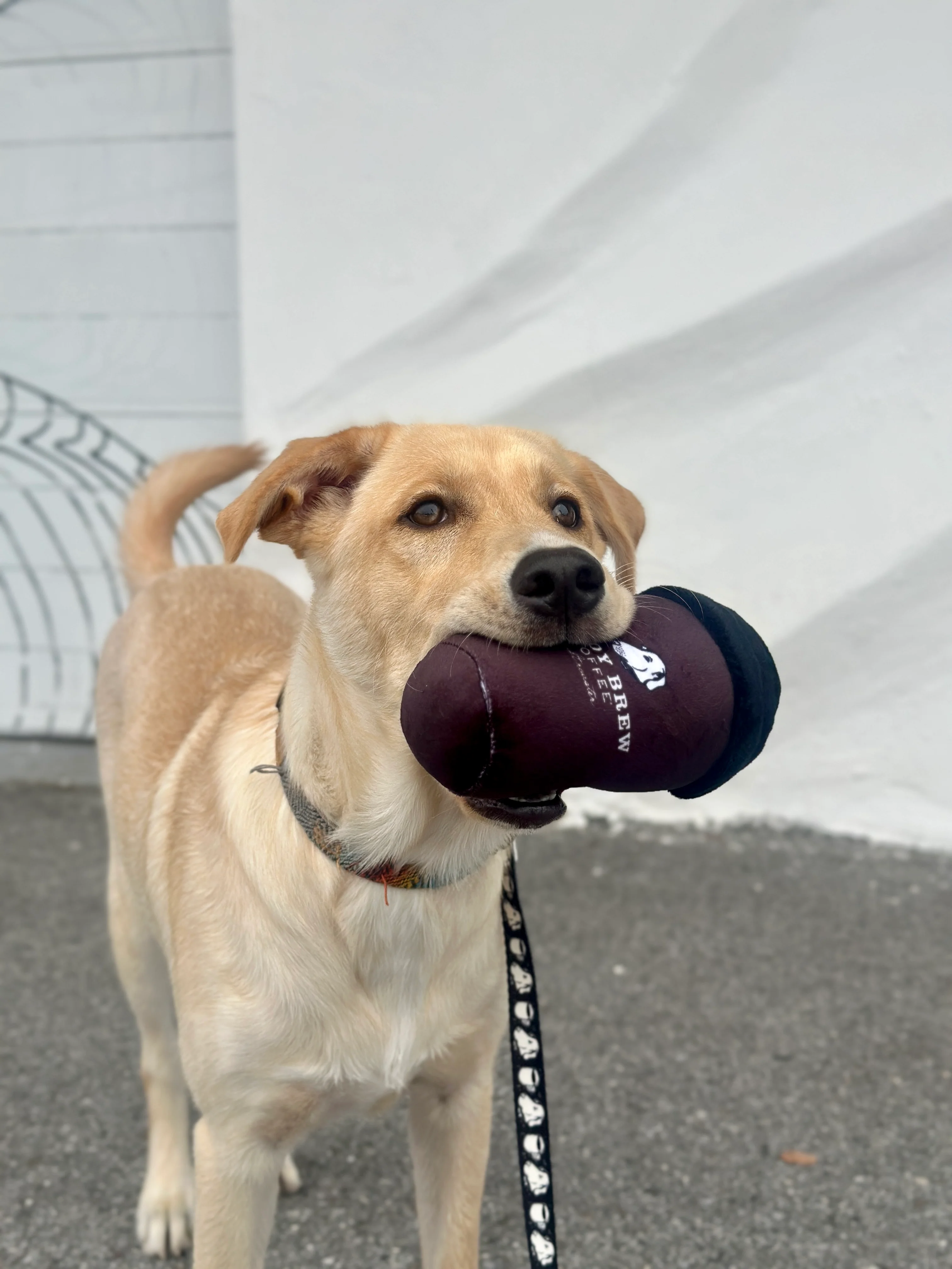 BB Coffee Cup Dog Toy - Image 2