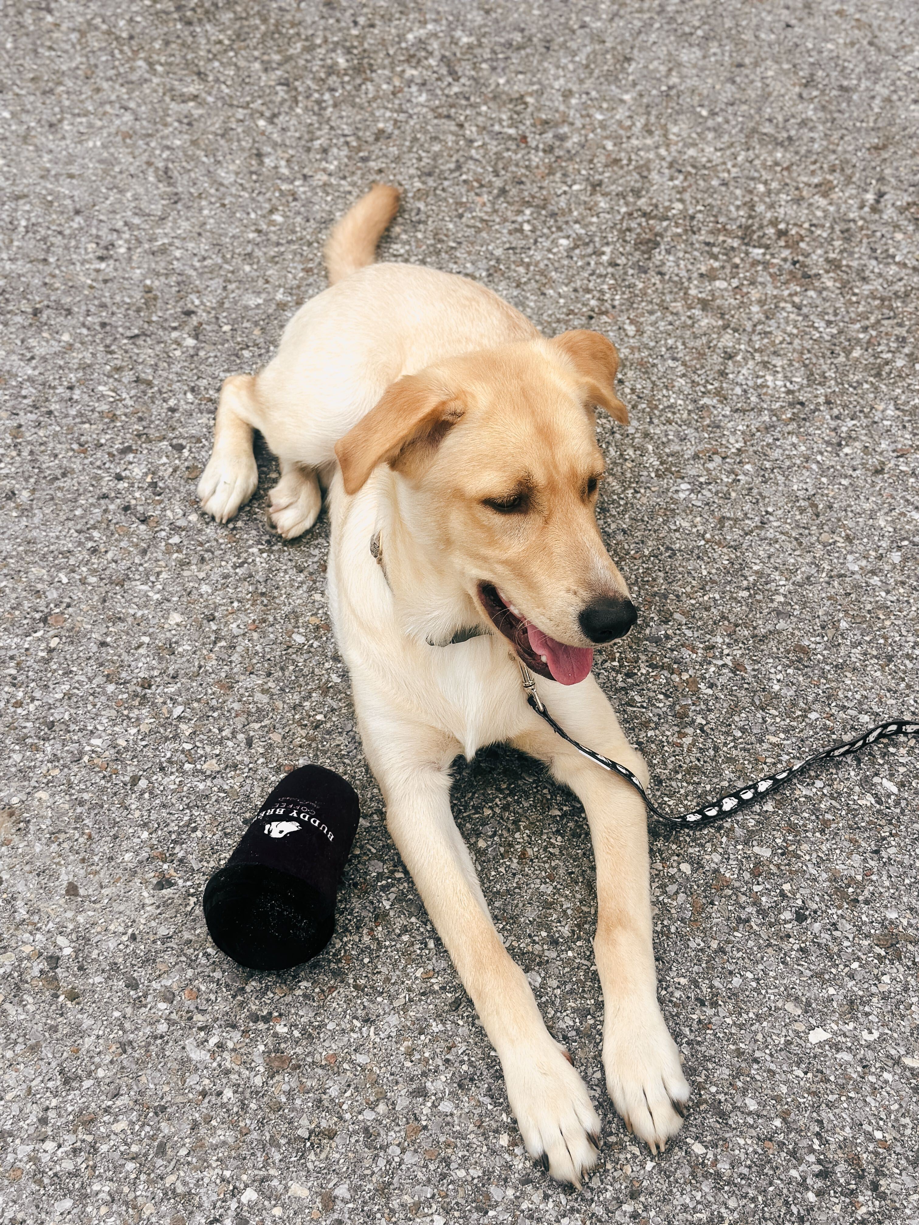 BB Coffee Cup Dog Toy - Image 5