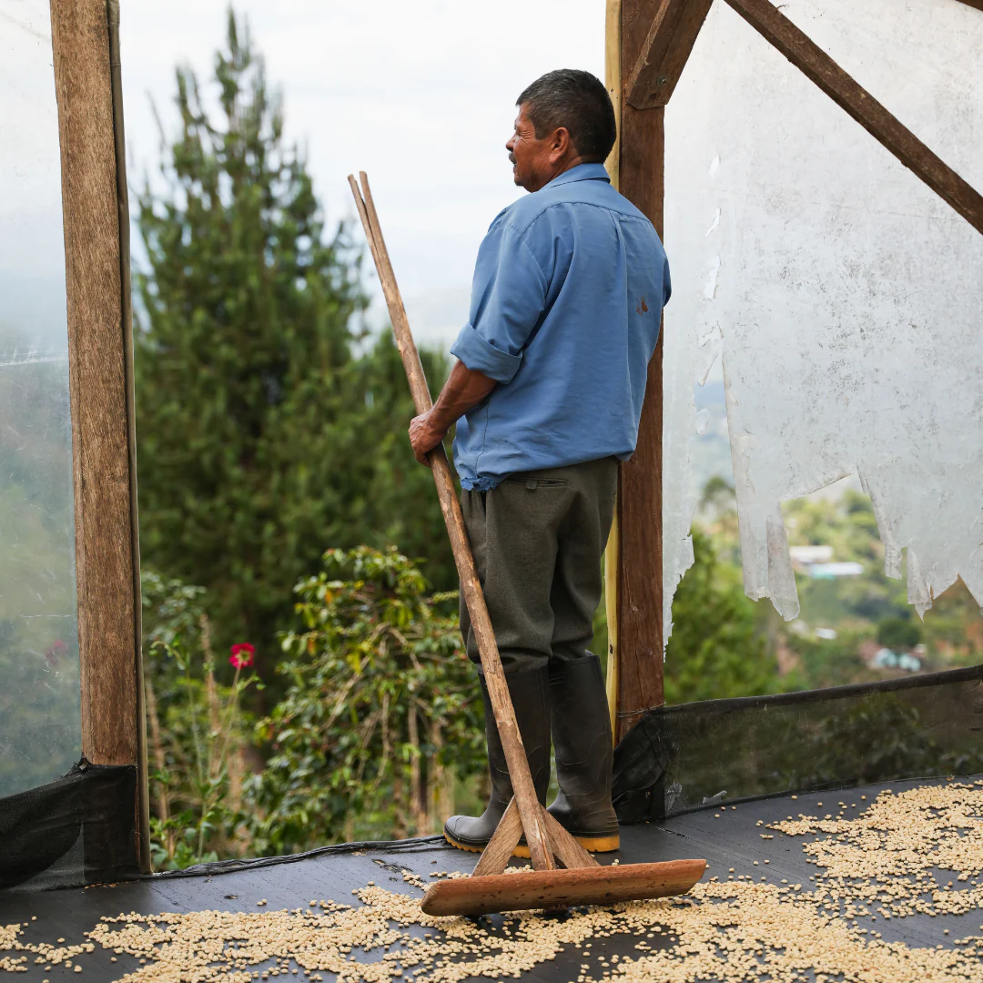 Colombia – Luis Felipe Leguizamo – Washed Process - Image 5