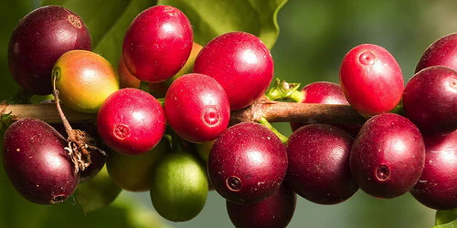 Decaf Colombia - Sugarcane Processed EA - Image 4