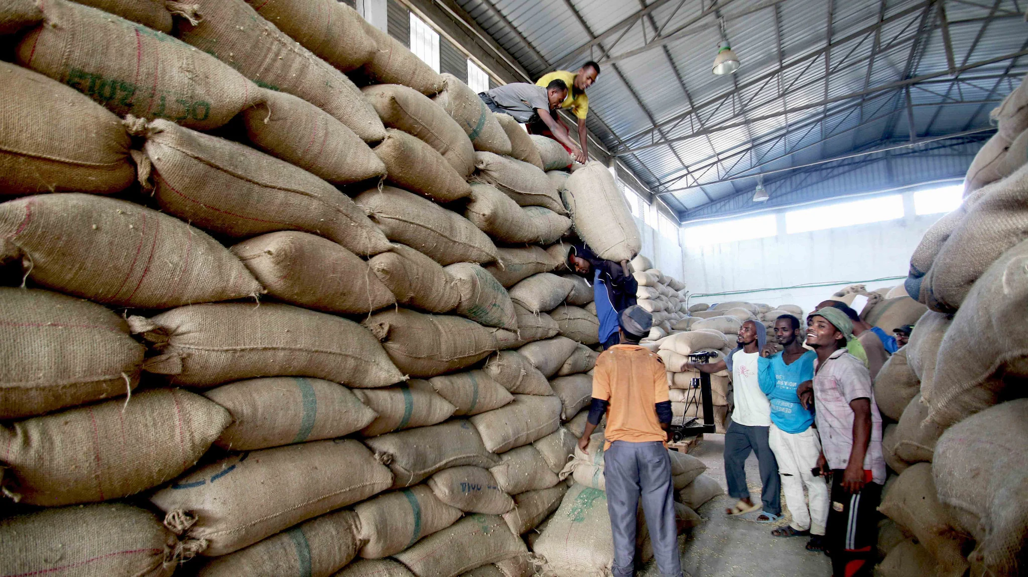 Ethiopia, Sidama Guji Gr 1 Washed - Image 5
