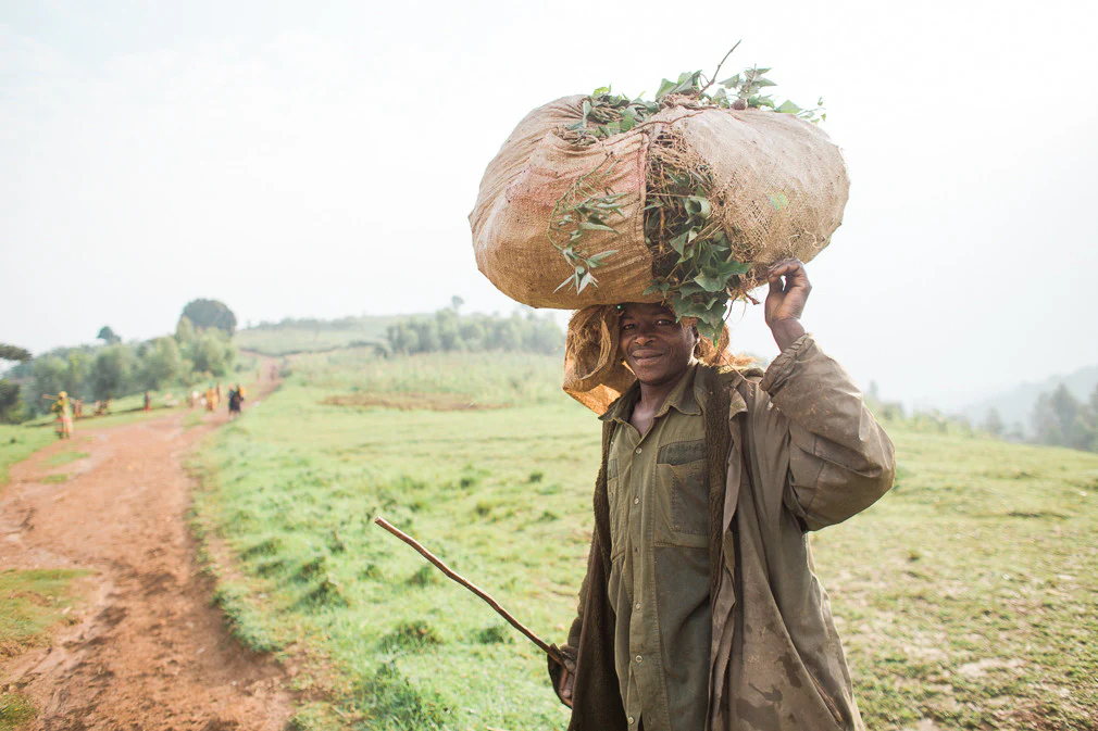 Rainforest Roast - Kibira Forest Reforestation Project - Image 12