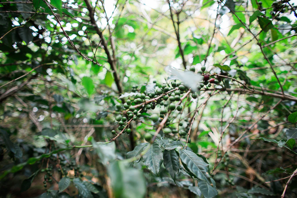 Rainforest Roast - Kibira Forest Reforestation Project - Image 13