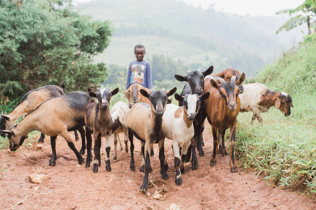 Rainforest Roast - Kibira Forest Reforestation Project - Image 4