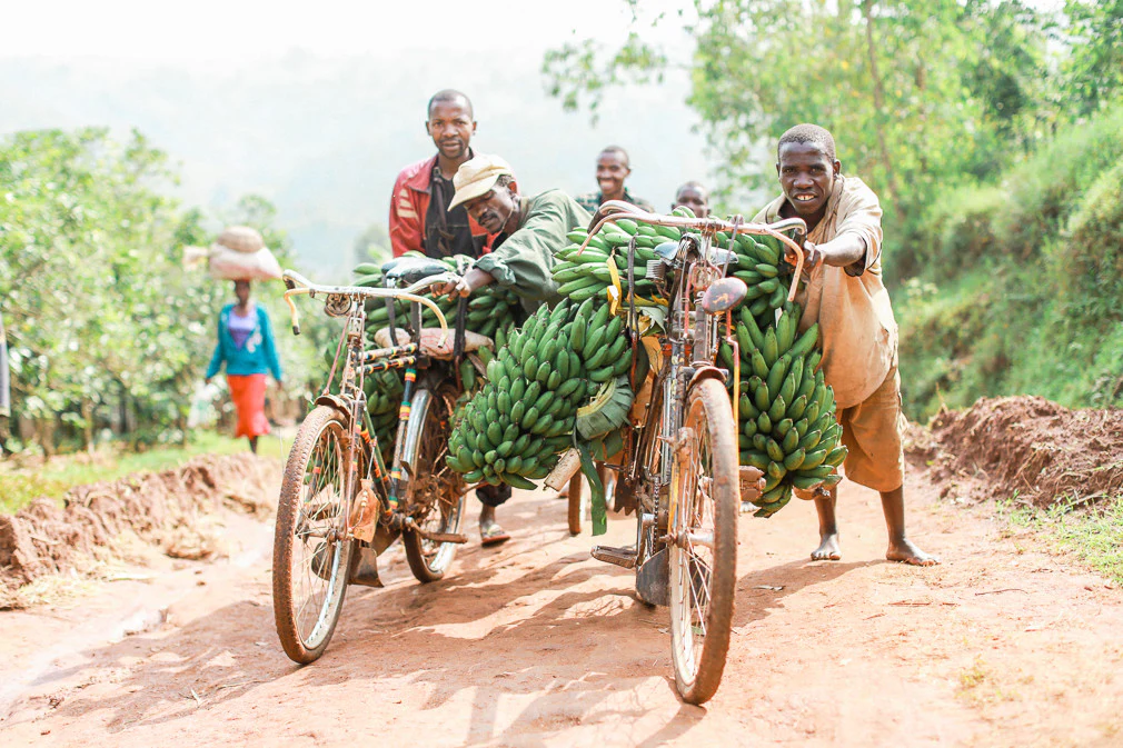 Rainforest Roast - Kibira Forest Reforestation Project - Image 7